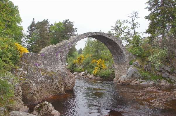 Bridge flower river stream Photo