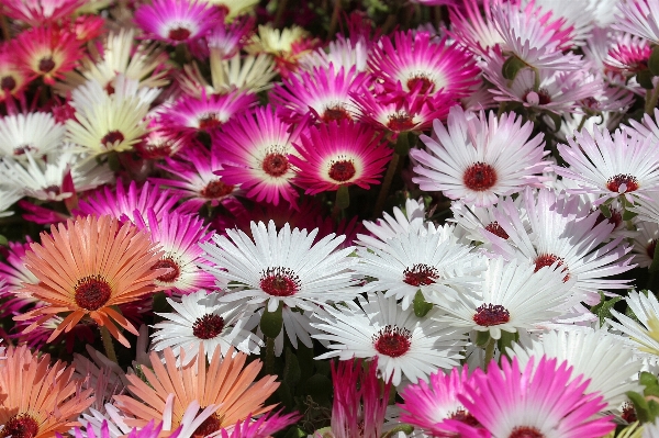 Nature blossom plant flower Photo