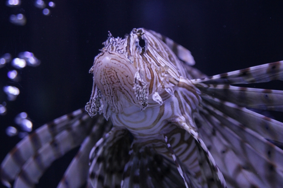 Mare ala animale sott'acqua