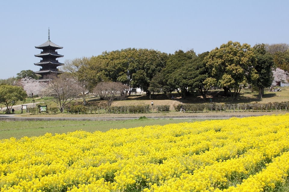 景观 植物 场地 草地