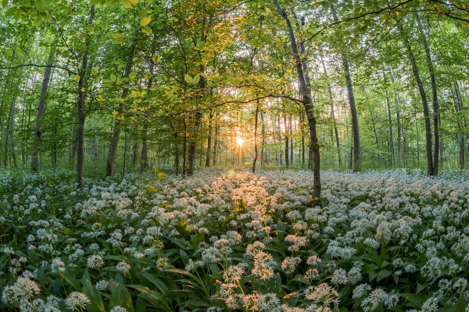 Tree forest blossom plant