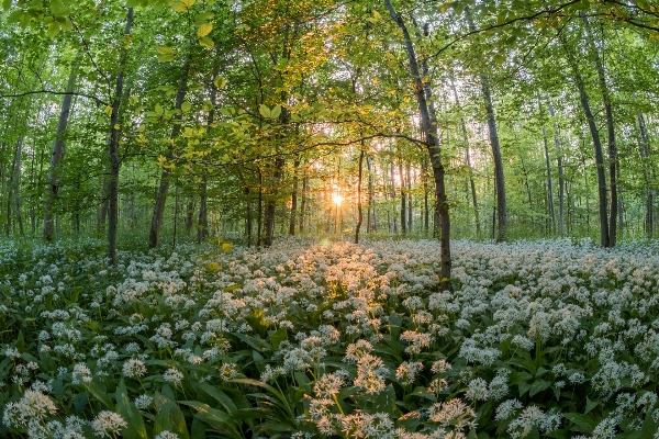 Tree forest blossom plant Photo