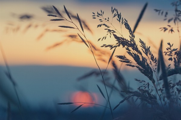 Nature grass horizon branch Photo