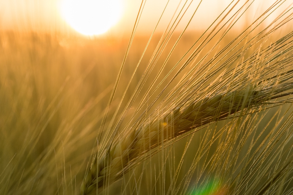 Nature grass horizon plant