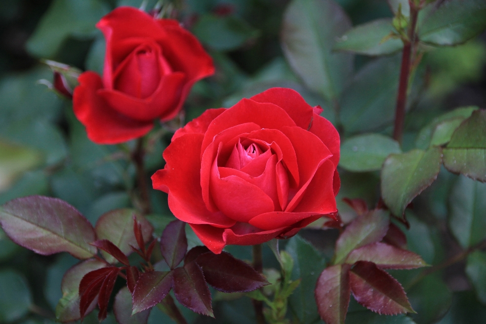 Nature fleurir usine fleur