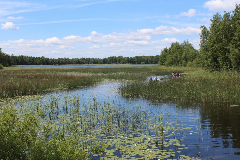 árvore água natureza pântano
