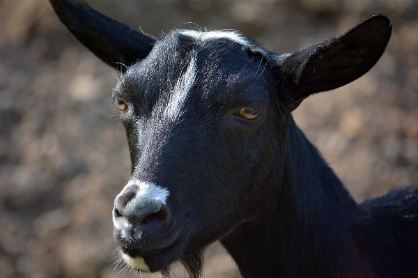 Foto Bianco e nero
 azienda agricola animali selvatici capra