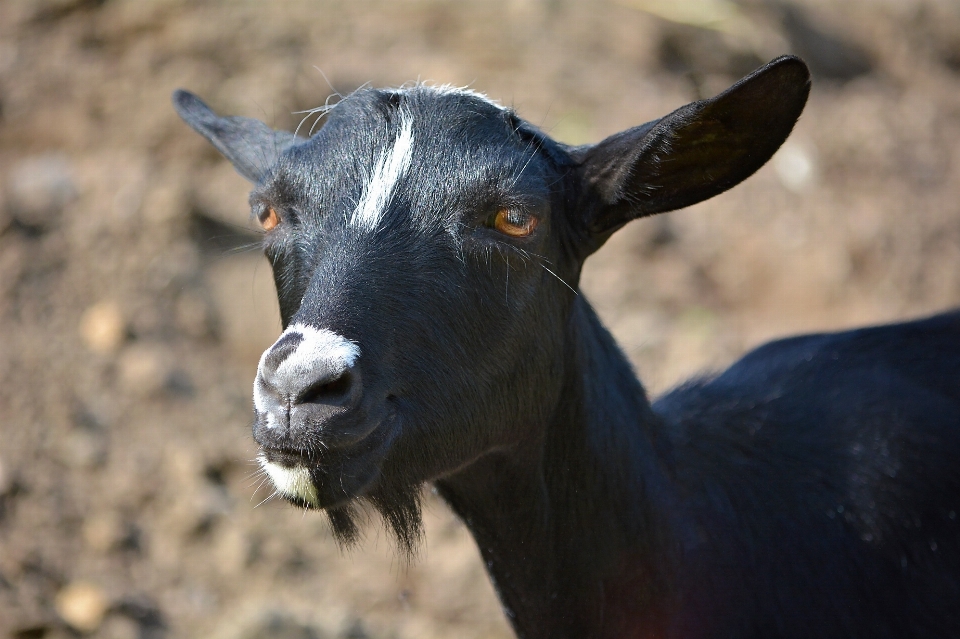 Black and white animal wildlife goat