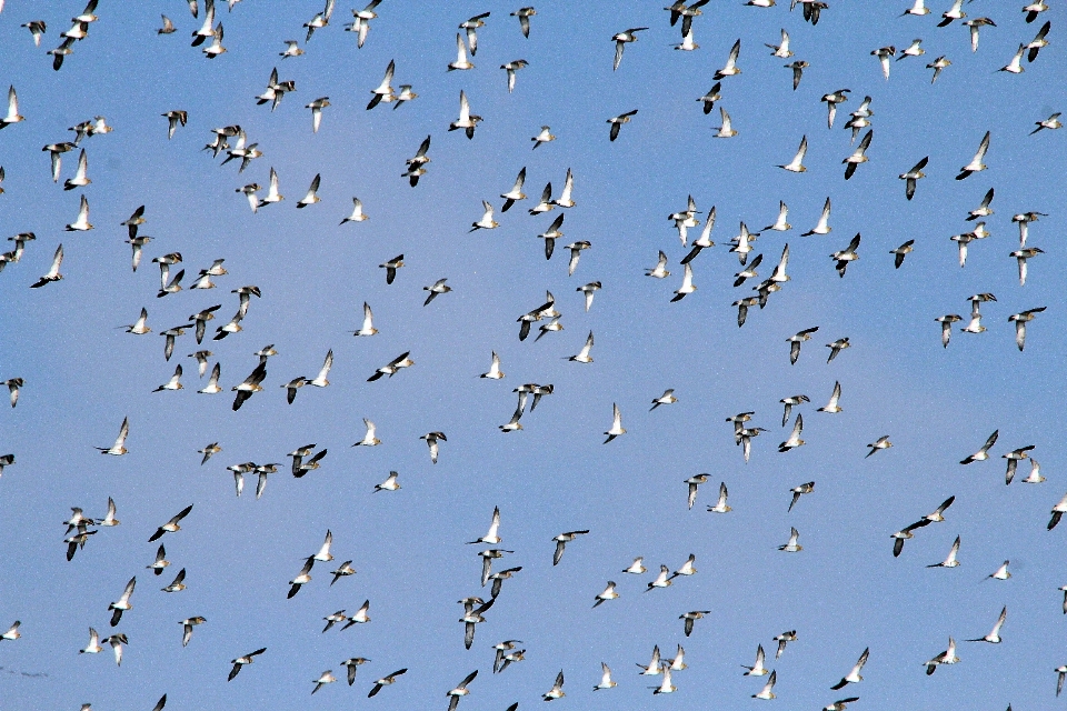 Vogel flügel herde
 fliege