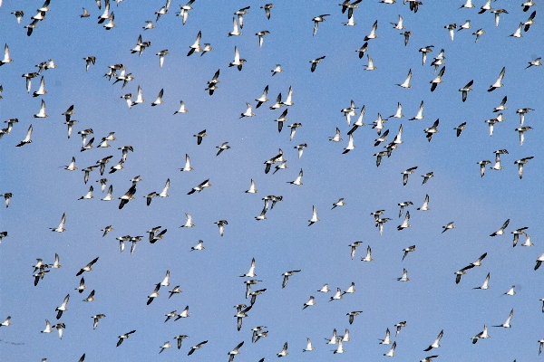 Foto Pájaro ala rebaño
 volar