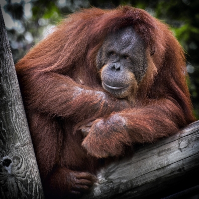 Nature hair animal cute Photo