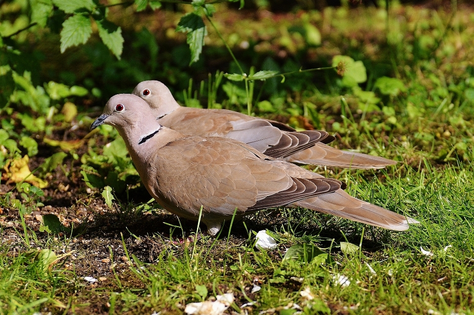 Natura erba uccello ala