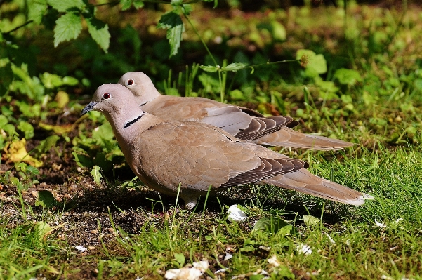 Photo Nature herbe oiseau aile