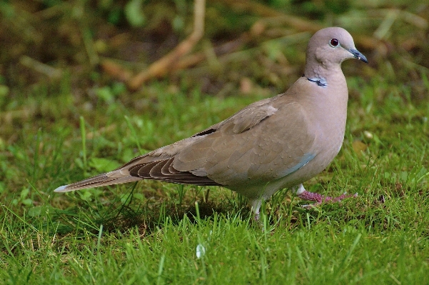 Photo Nature herbe oiseau aile