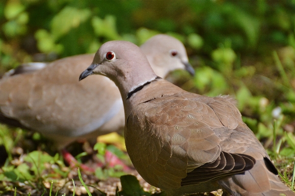 自然 鳥 羽 動物 写真