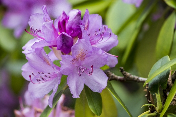 Tree nature branch blossom Photo