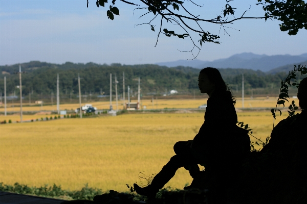 Foto Pohon alam rumput bayangan hitam