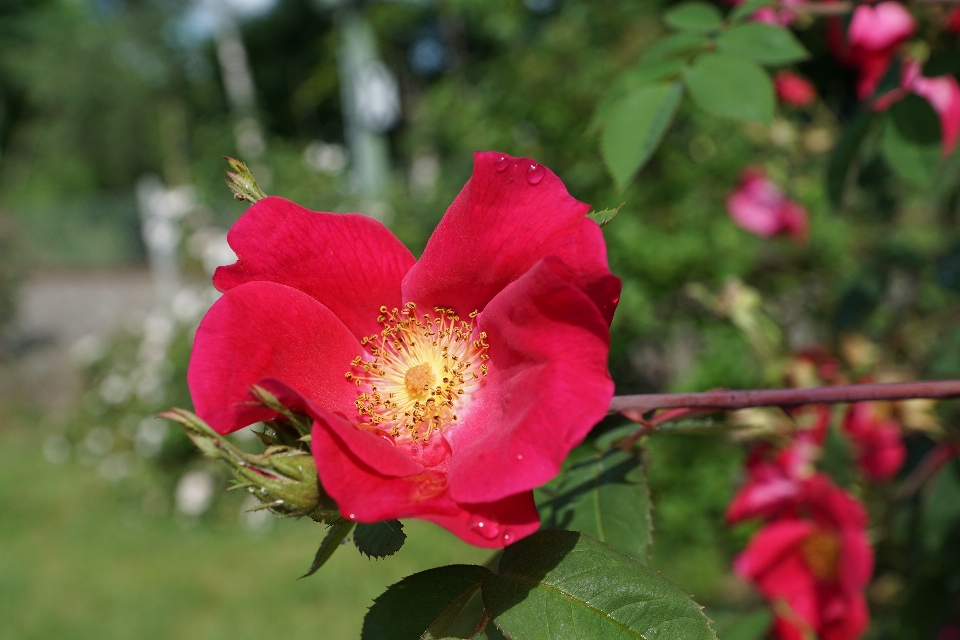 Nature fleurir usine fleur