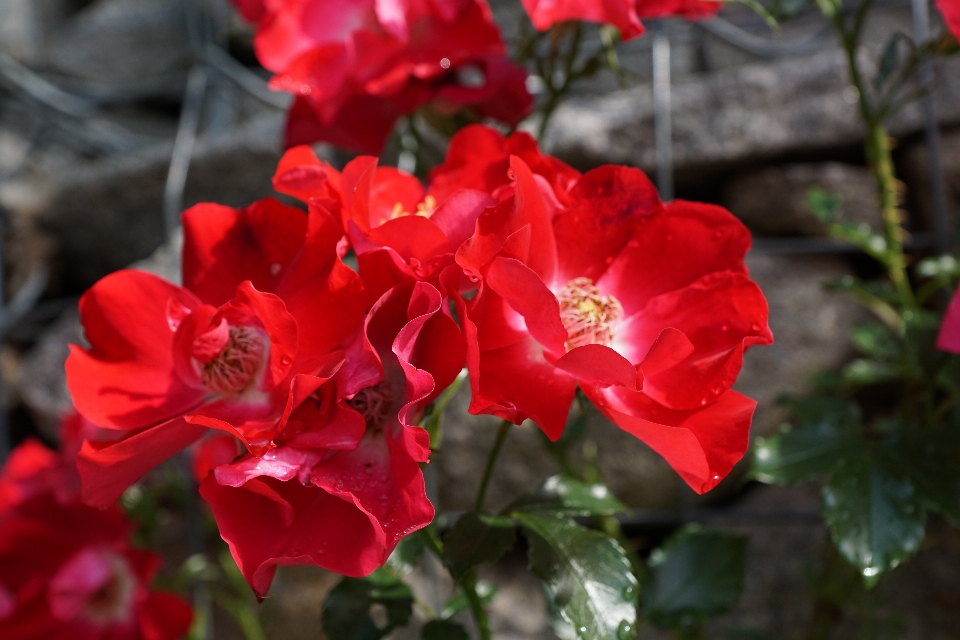 Nature blossom plant flower