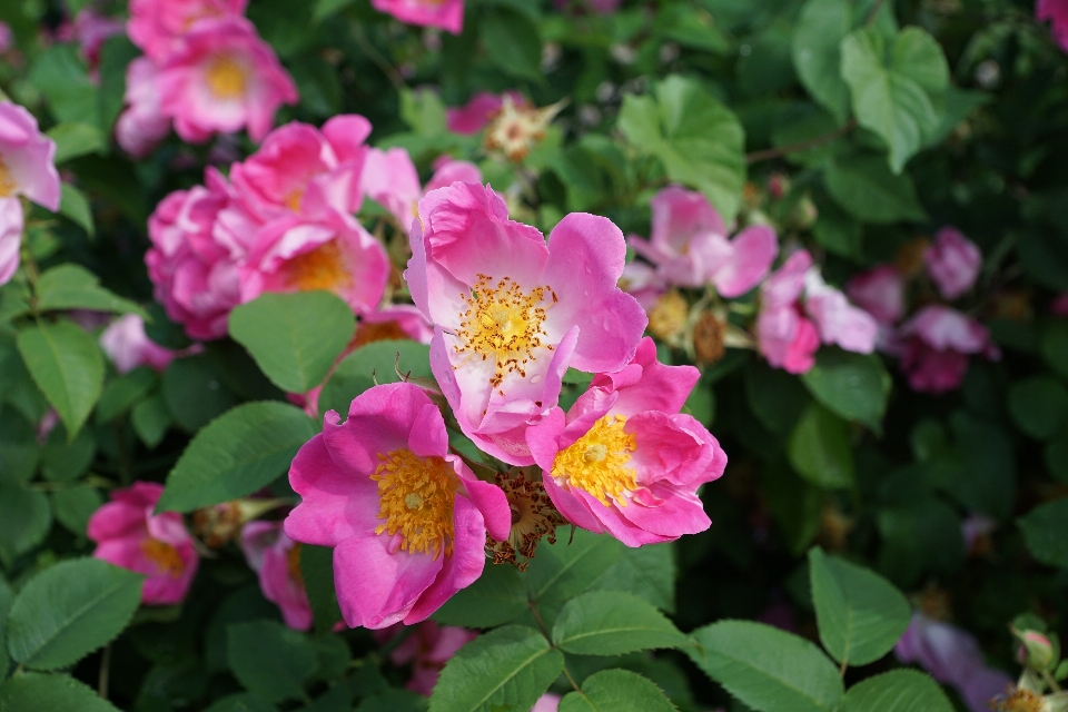 Nature blossom plant flower