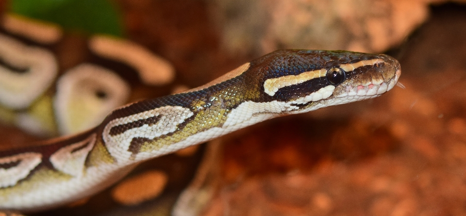 動物 野生動物 爬虫類 規模