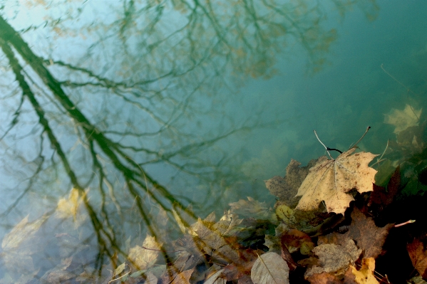 Tree water nature forest Photo