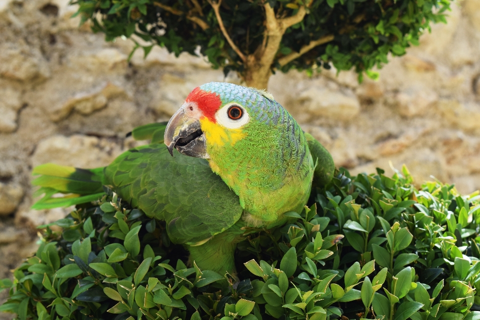 Pássaro animais selvagens verde bico