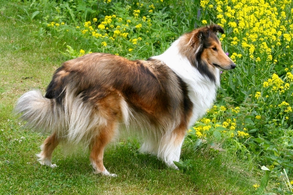 Foto Anjing satwa anjing
 collie
