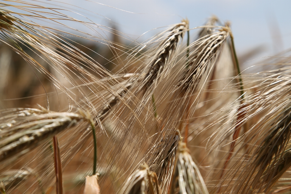 Plant field barley wheat