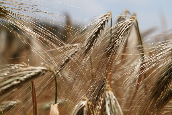 Plant field barley wheat Photo