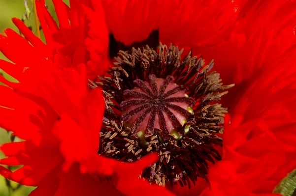 自然 花 植物 花弁 写真