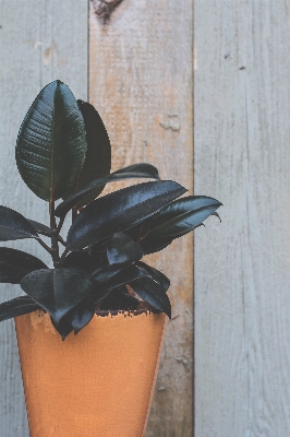 Growth plant wood leaf Photo