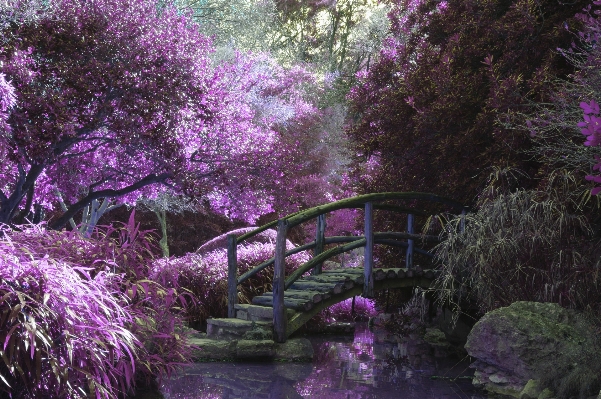 Water branch blossom plant Photo