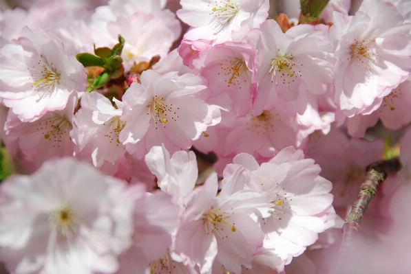 Branch blossom plant fruit Photo