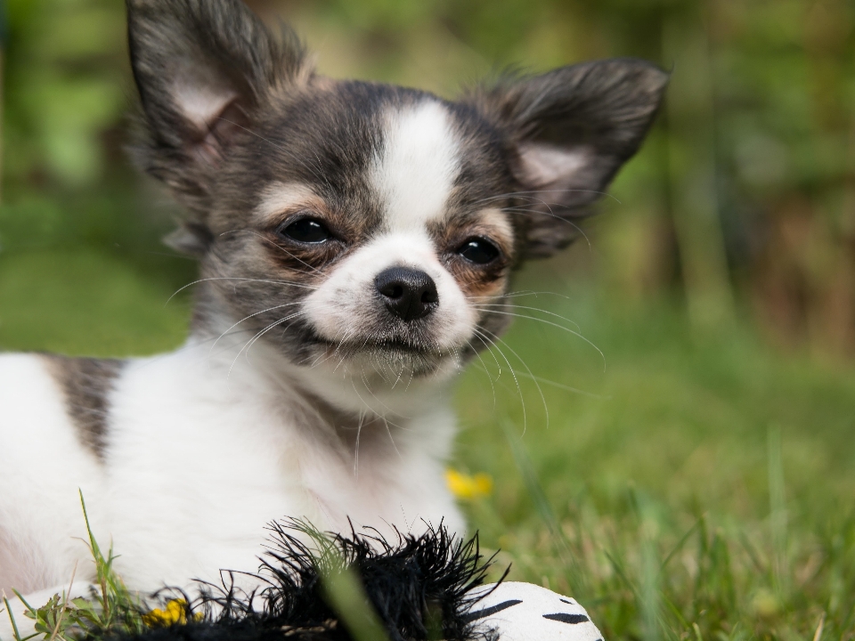 Grass meadow play puppy