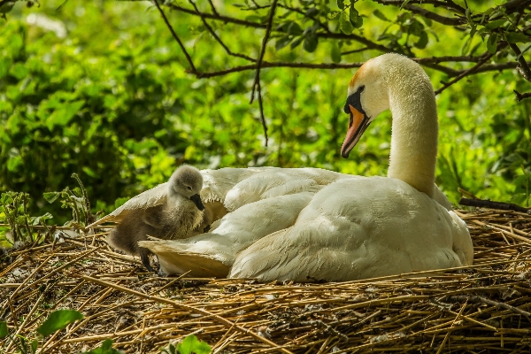 Nature grass bird wildlife Photo