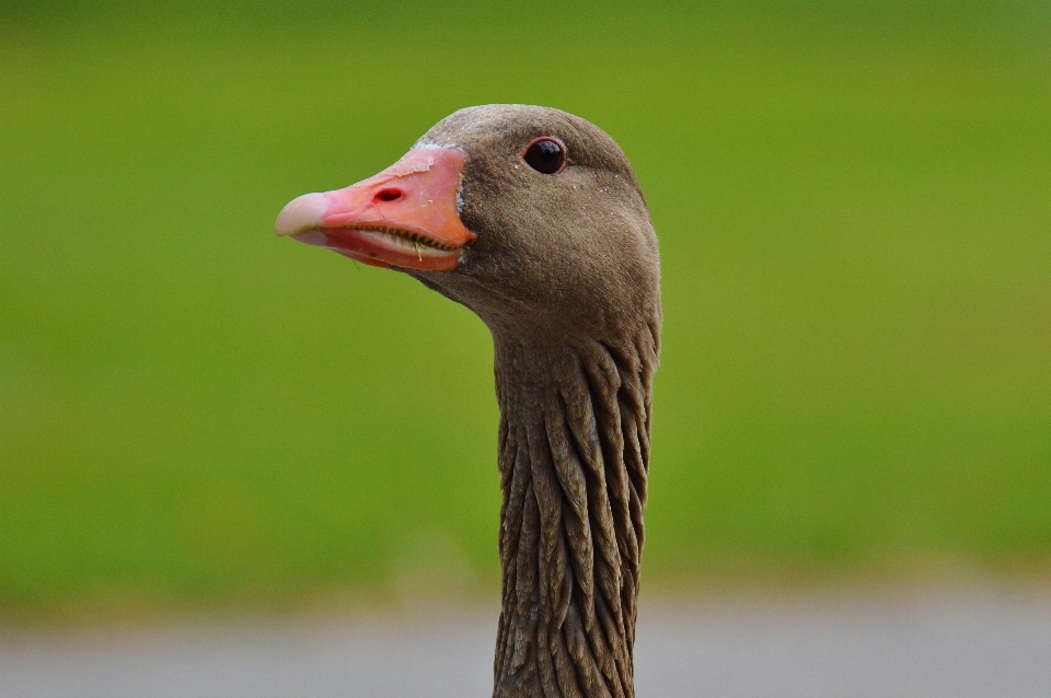 Natur vogel tier tierwelt