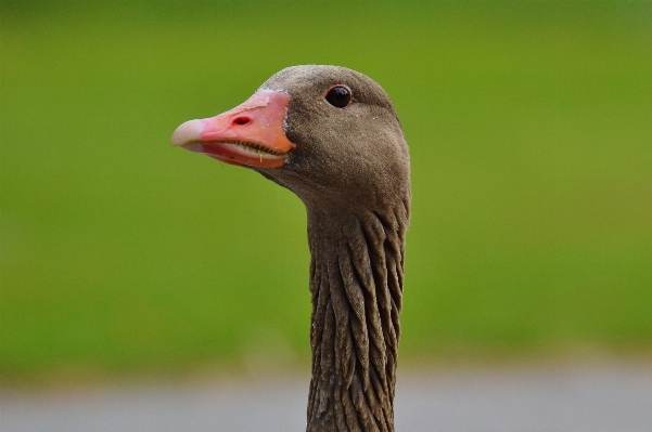 自然 鳥 動物 野生動物 写真