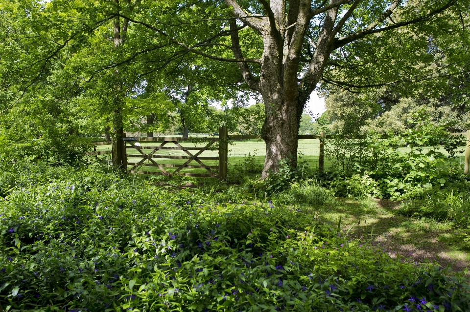 Landscape tree forest grass