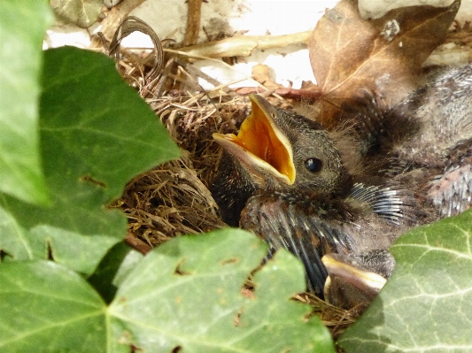 ブランチ 鳥 花 野生動物 写真