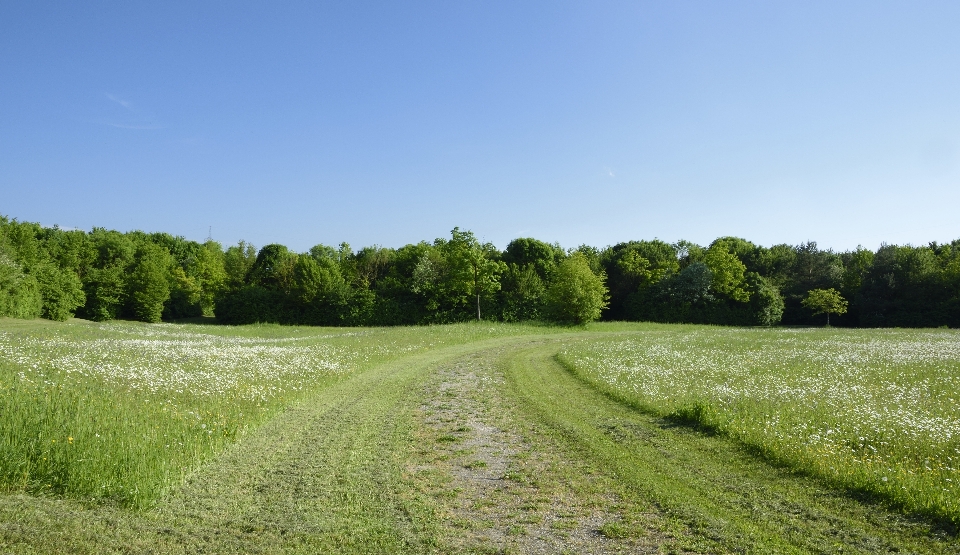 Landschaft natur gras anlage