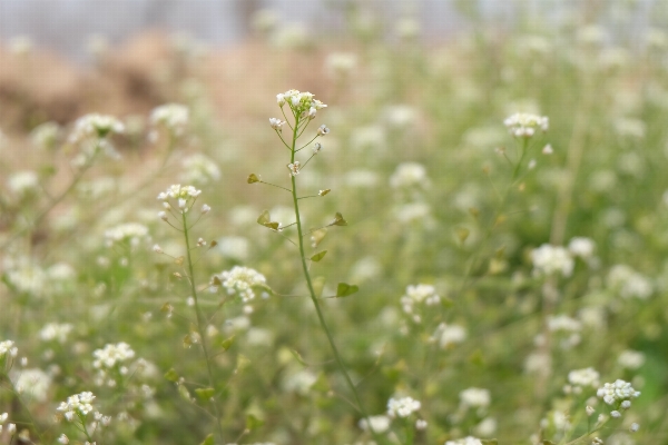 Nature grass blossom plant Photo