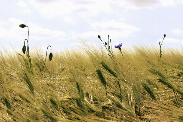 Landscape nature grass sand Photo