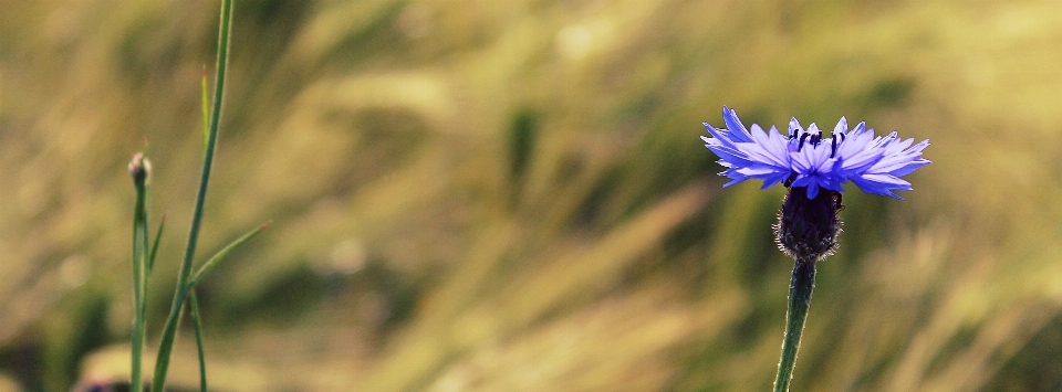 Landschaft natur gras blüte