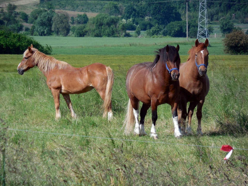 Prairie
 troupeau pâturage
 ranch
