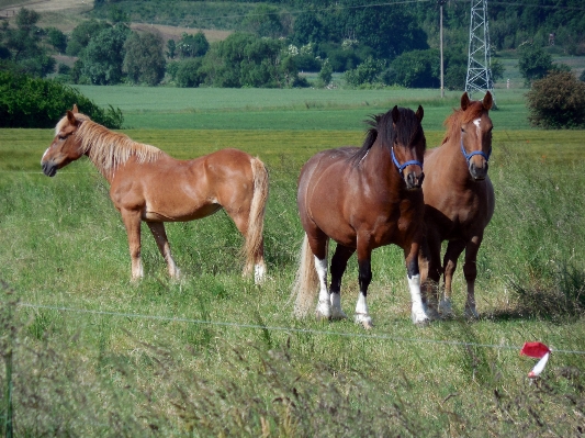 Meadow prairie herd pasture Photo