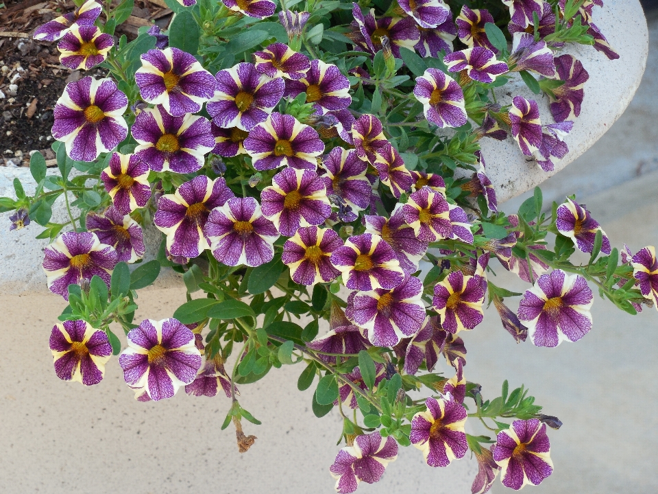 Nature extérieur fleurir croissance