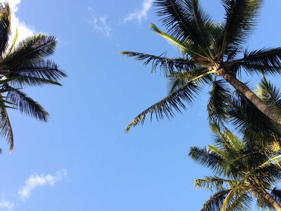 Plage arbre bifurquer usine