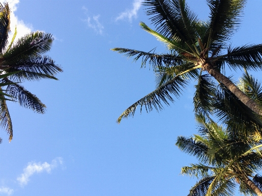 Beach tree branch plant Photo