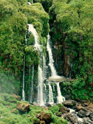 Tree water nature forest Photo